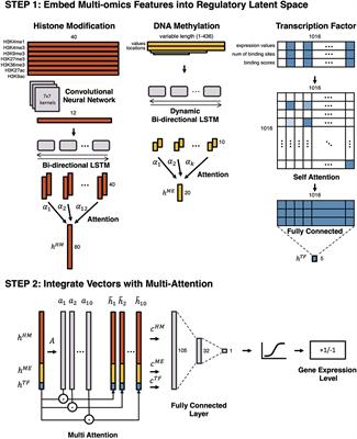 Learning Cell-Type-Specific Gene Regulation Mechanisms by Multi-Attention Based Deep Learning With Regulatory Latent Space